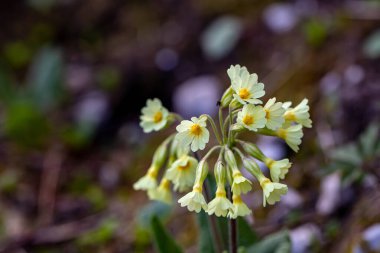 Primula vulgaris çiçekleri dağlarda