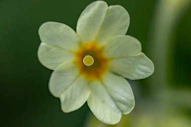 Dağlarda yetişen Primula vulgaris çiçeği, yakın çekim