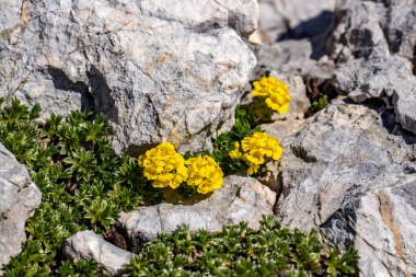 Dağlarda Alyssum ovirense çiçeği, yakın çekim