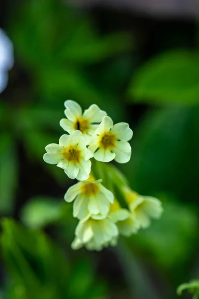 Primula Vulgaris Blume Wächst Den Bergen Makro — Stockfoto