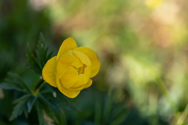 Kwiat Trollius Europaeus Rosnący Górach Makro — Zdjęcie stockowe