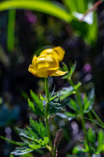 Троллий Европейский Цветок Растущий Горах — стоковое фото