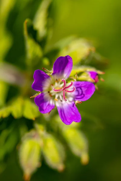 Γεράνι Sylvaticum Λουλούδι Στο Δάσος Κοντινό Πλάνο Πυροβολούν — Φωτογραφία Αρχείου
