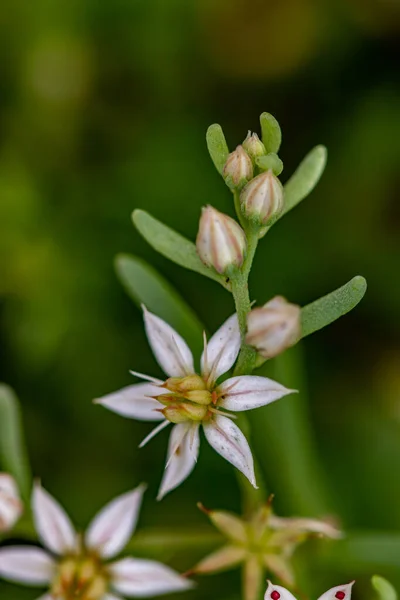 Saxifraga Sedoides Fiore Che Cresce Nella Foresta Primo Piano Sparare — Foto Stock