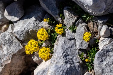 Dağlarda yetişen Alyssum ovirense çiçeği