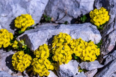 Dağlarda yetişen Alyssum ovirense çiçeği, kapat