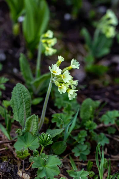 Primula Vulgaris Λουλούδι Αυξάνεται Στα Βουνά Κοντά — Φωτογραφία Αρχείου