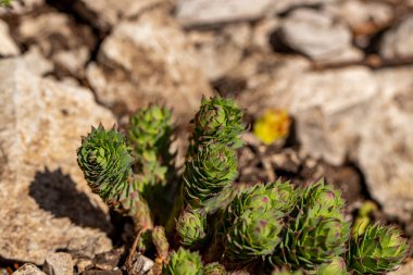 Dağlarda Rhodiola Rosea çiçeği, makro