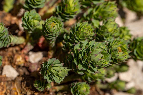 Rhodiola Rosea Fleur Dans Les Montagnes — Photo