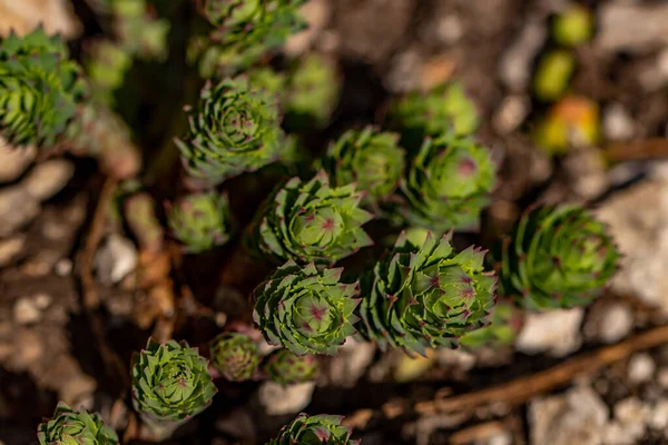 Rhodiola Rosea Flor Las Montañas Cerca Disparar —  Fotos de Stock