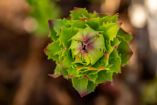 Rhodiola Rosea Flower Growing Mountains Close Shoot — Stock Photo, Image