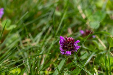 Çayırda Prunella vulgaris çiçeği, makro