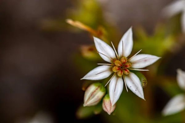 Ormanda Yetişen Saxifraga Sedoides Çiçeği Yakın Çekim — Stok fotoğraf