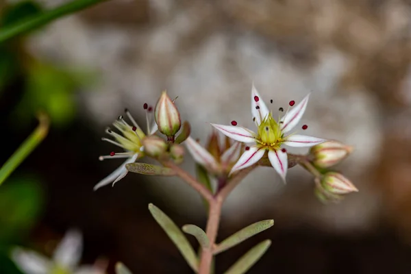 Ormanda Saxifraga Sedoides Çiçeği Yakın Çekim — Stok fotoğraf