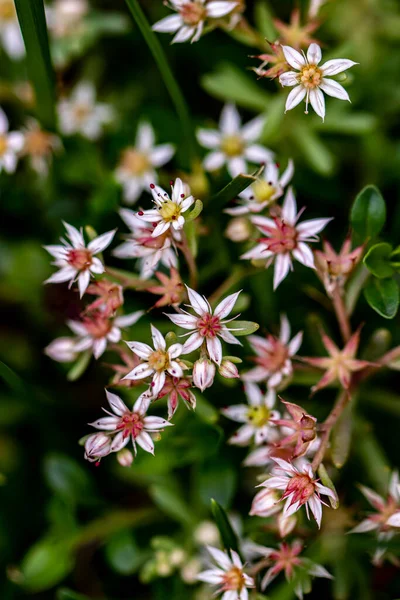 Ormanda Saxifraga Sedoides Çiçeği Yakın Çekim — Stok fotoğraf