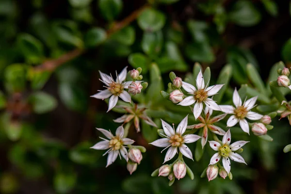 Ormanda Saxifraga Sedoides Çiçeği — Stok fotoğraf
