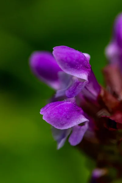 Prunella Vulgaris Květ Louce — Stock fotografie