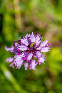 Çayırlarda yetişen Dactylorhiza maculata çiçeği, yakın çekim