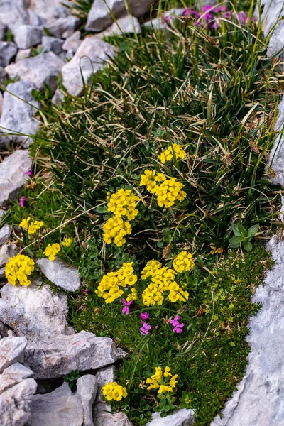 Alyssum Ovirense Květ Horách Zblízka — Stock fotografie
