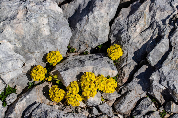 Alyssum ovirense flower growing in mountains