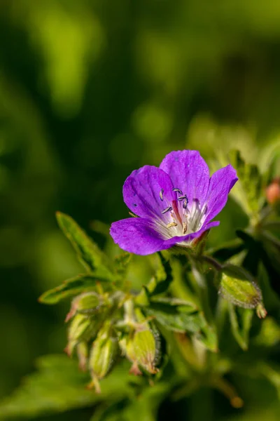 Цветок Гераниума Лесу — стоковое фото