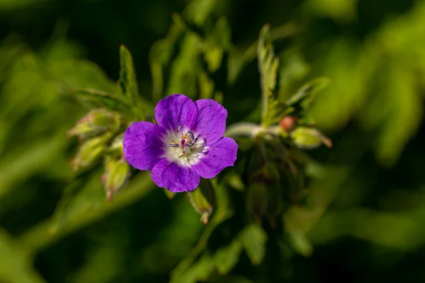 Geranium Sylvaticum Flower Forest Close Shoot — Stock Photo, Image