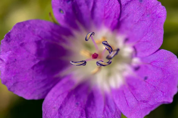 Geranium Sylvaticum Fleur Poussant Dans Forêt Pousse Gros Plan — Photo