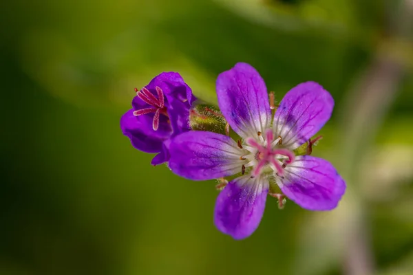 Geranium Sylvaticum Blomma Som Växer Skogen Närbild — Stockfoto