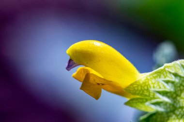 Çayırlarda yetişen Rhinanthus buzulları
