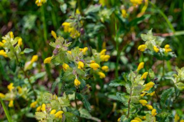 Çayırda yetişen Rhinanthus buzulu çiçeği, yakın çekim