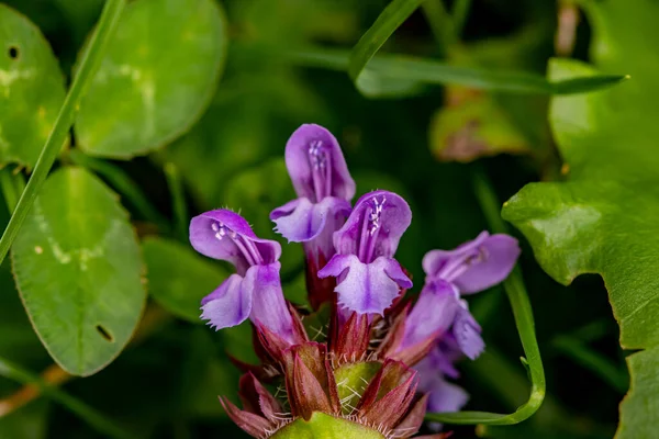 Квітка Prunella Vulgaris Лузі — стокове фото