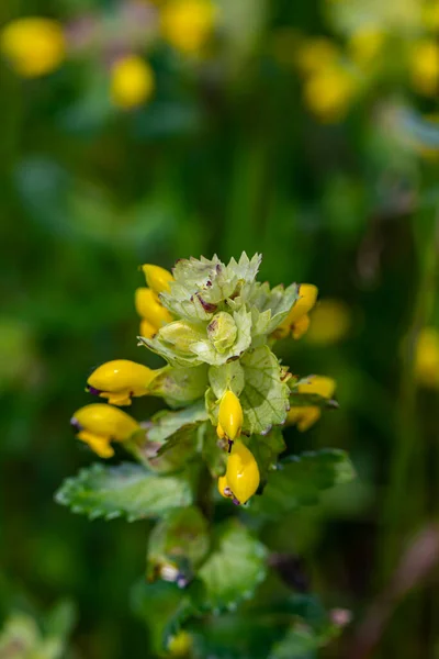 Rhinanthus Glacialis Flower Meadow Close — Stock Photo, Image