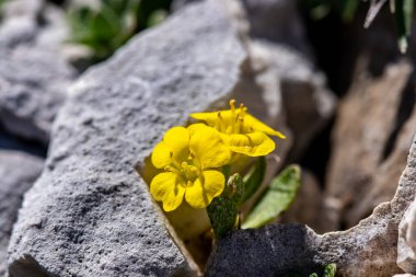 Dağlarda Alyssum ovirense çiçeği, yakın