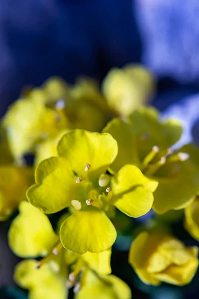 Alyssum Ovirense Blume Den Bergen — Stockfoto
