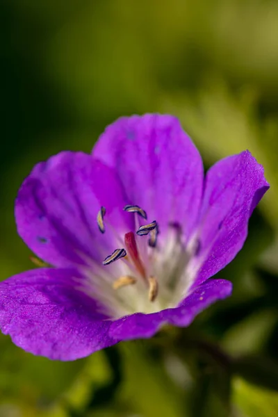 Geranium Sylvaticum Květ Lese Makro — Stock fotografie