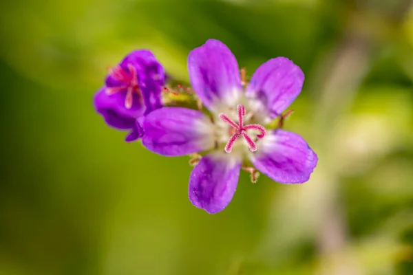 Квітка Сильватію Росте Лісі Макро — стокове фото