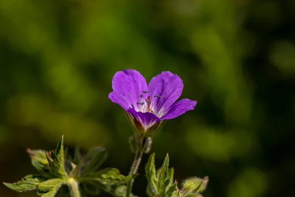 Geranium Sylvaticum Virág Erdőben — Stock Fotó