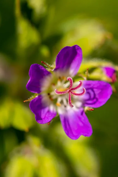 Geranium Sylvaticum Blomma Växer Skogen — Stockfoto