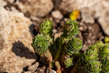 Dağlarda Rhodiola Rosea çiçeği, makro