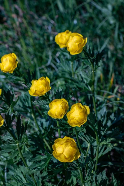 Trollius Europaeus Květ Rostoucí Horách Makro — Stock fotografie