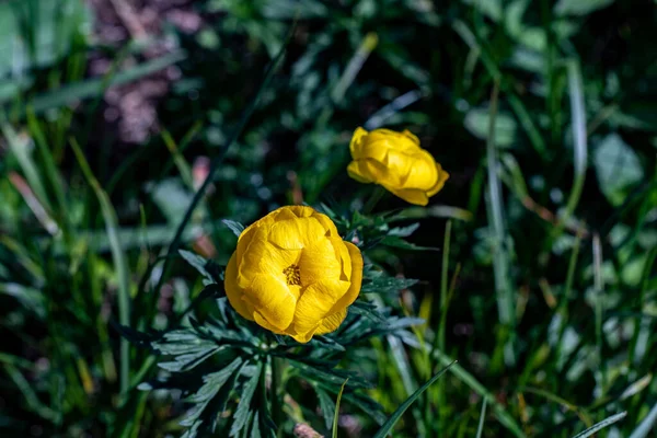 Trollius Europaeus Květ Horách — Stock fotografie