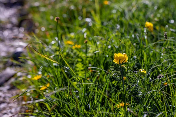 Trollius Europaeus Fiore Che Cresce Montagna — Foto Stock