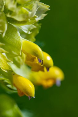 Çayırdaki Rhinanthus buzulları