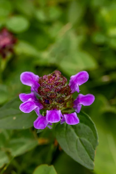 Kwiat Prunella Vulgaris Łące Zbliżenie — Zdjęcie stockowe