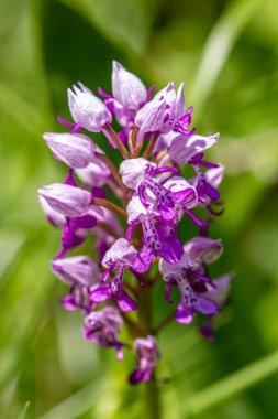 Çayırlarda Dactylorhiza maculata çiçeği