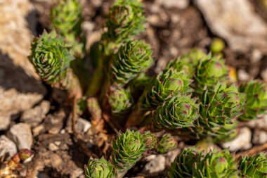 Dağlarda Rhodiola gülü çiçeği, yaklaş 