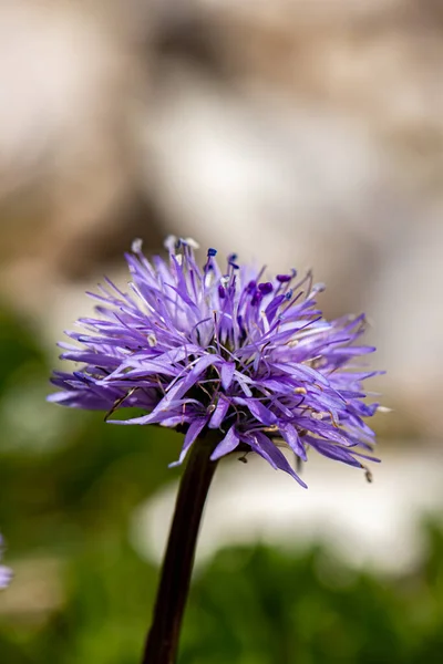 Globularia Cordifolia Flower Mountains — Stock Photo, Image