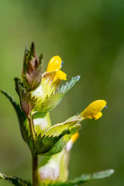 Цветок Rhinanthus Roccialis Макро — стоковое фото