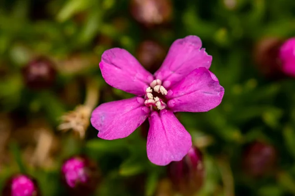 Saponaria Ocymoides Flower Mountains — Stock Photo, Image