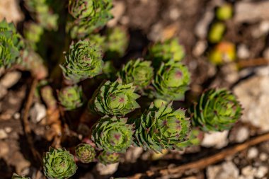 Dağlarda yetişen Rodos gülü çiçeği